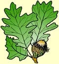 Bur Oak Leaf