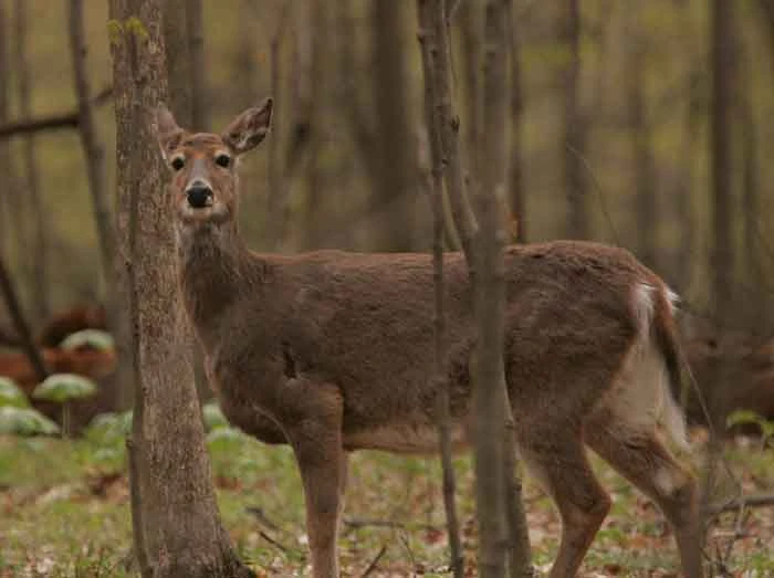 DeerHoMin