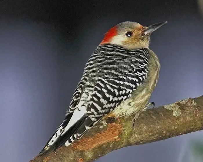 Red Bellied Woodpecker
